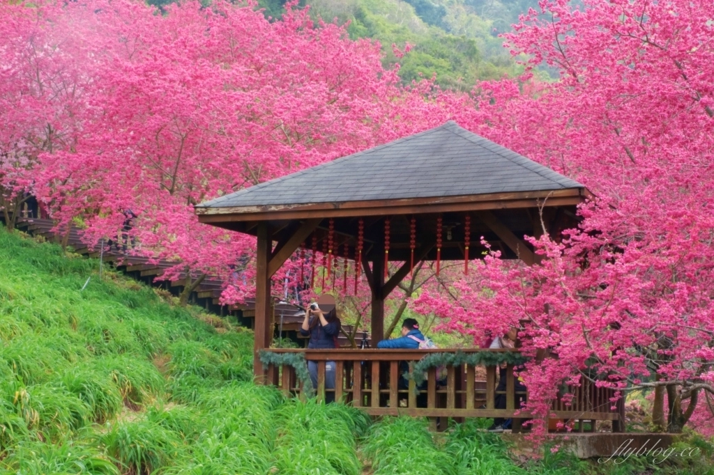 台中新社｜最浪漫沐心泉櫻花季．河津櫻、八重櫻開滿整個山頭，超浪漫櫻花隧道美一波 @飛天璇的口袋