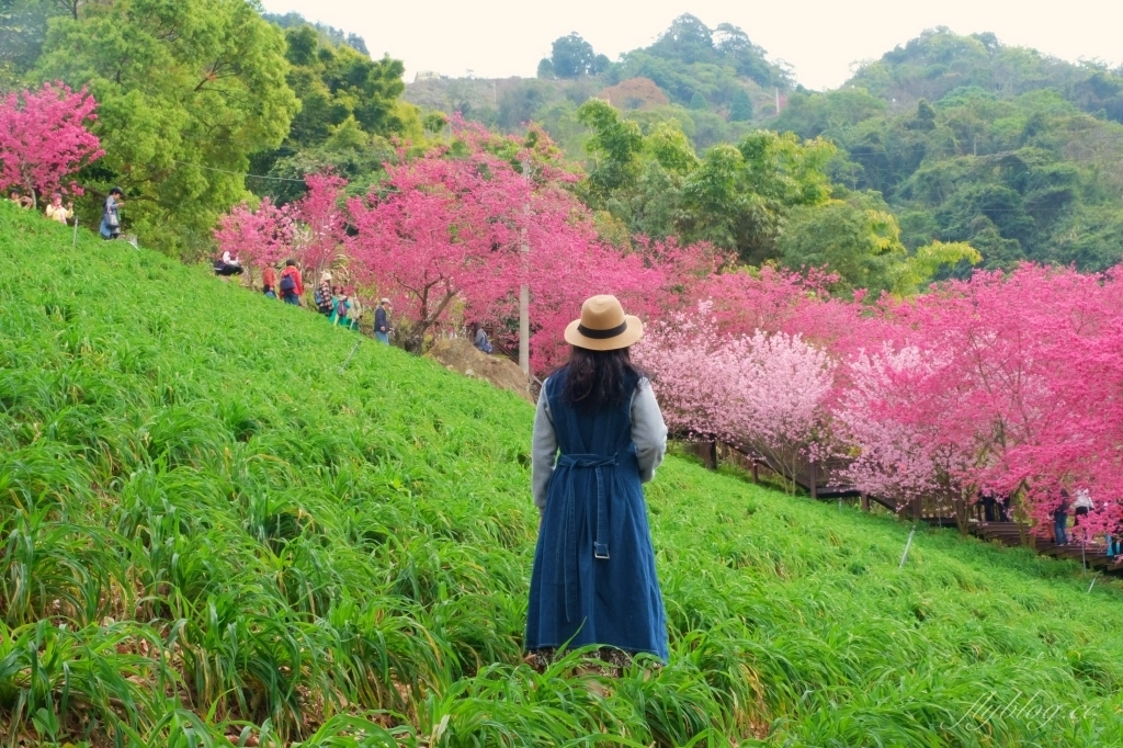 台中新社｜最浪漫沐心泉櫻花季．河津櫻、八重櫻開滿整個山頭，超浪漫櫻花隧道美一波 @飛天璇的口袋