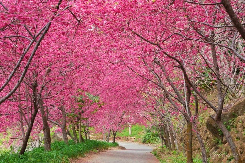 台中新社｜最浪漫沐心泉櫻花季．河津櫻、八重櫻開滿整個山頭，超浪漫櫻花隧道美一波 @飛天璇的口袋