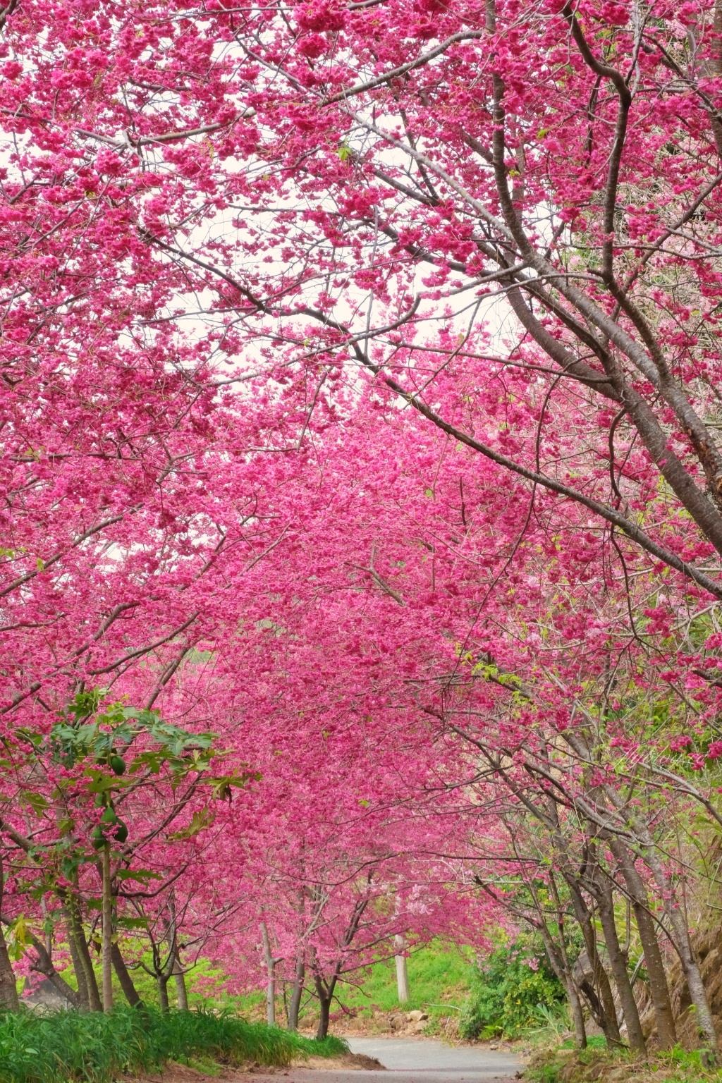 台中新社｜最浪漫沐心泉櫻花季．河津櫻、八重櫻開滿整個山頭，超浪漫櫻花隧道美一波 @飛天璇的口袋