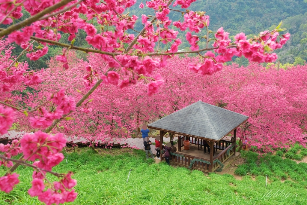 台中新社｜最浪漫沐心泉櫻花季．河津櫻、八重櫻開滿整個山頭，超浪漫櫻花隧道美一波 @飛天璇的口袋