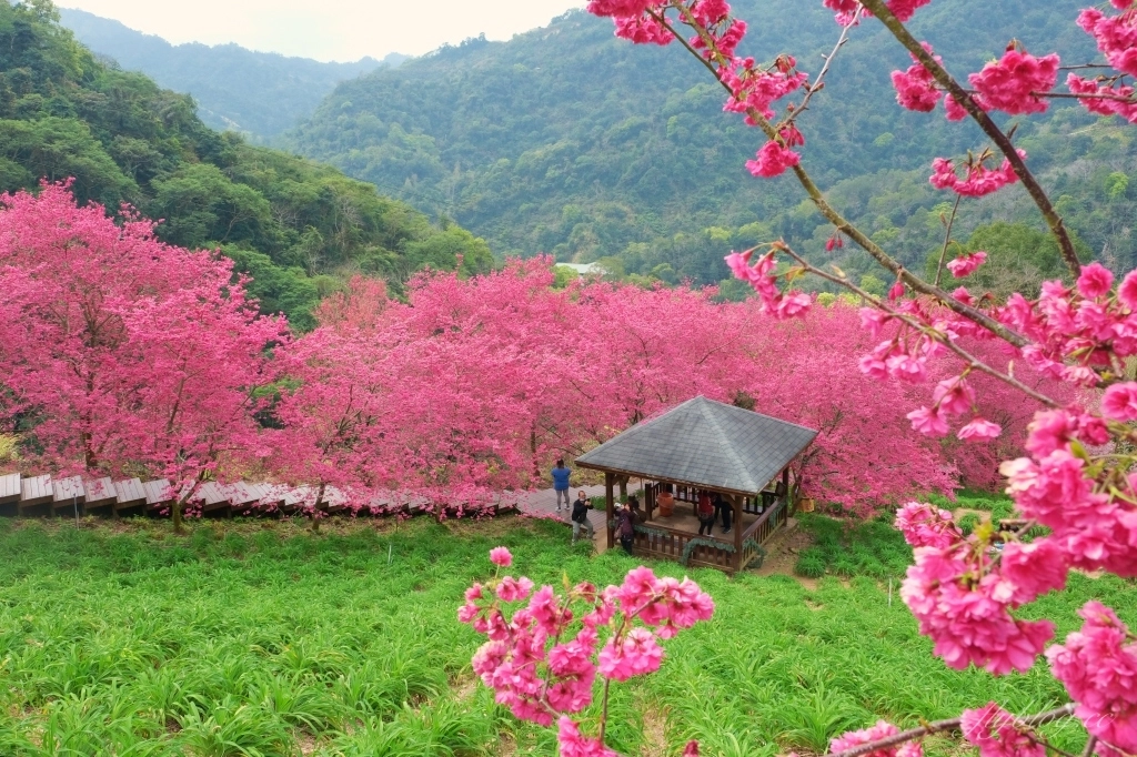 台中新社｜最浪漫沐心泉櫻花季．河津櫻、八重櫻開滿整個山頭，超浪漫櫻花隧道美一波 @飛天璇的口袋