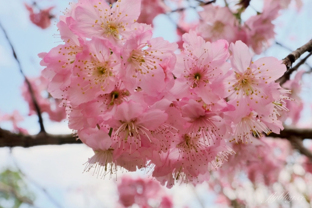 台中新社｜最浪漫沐心泉櫻花季．河津櫻、八重櫻開滿整個山頭，超浪漫櫻花隧道美一波 @飛天璇的口袋