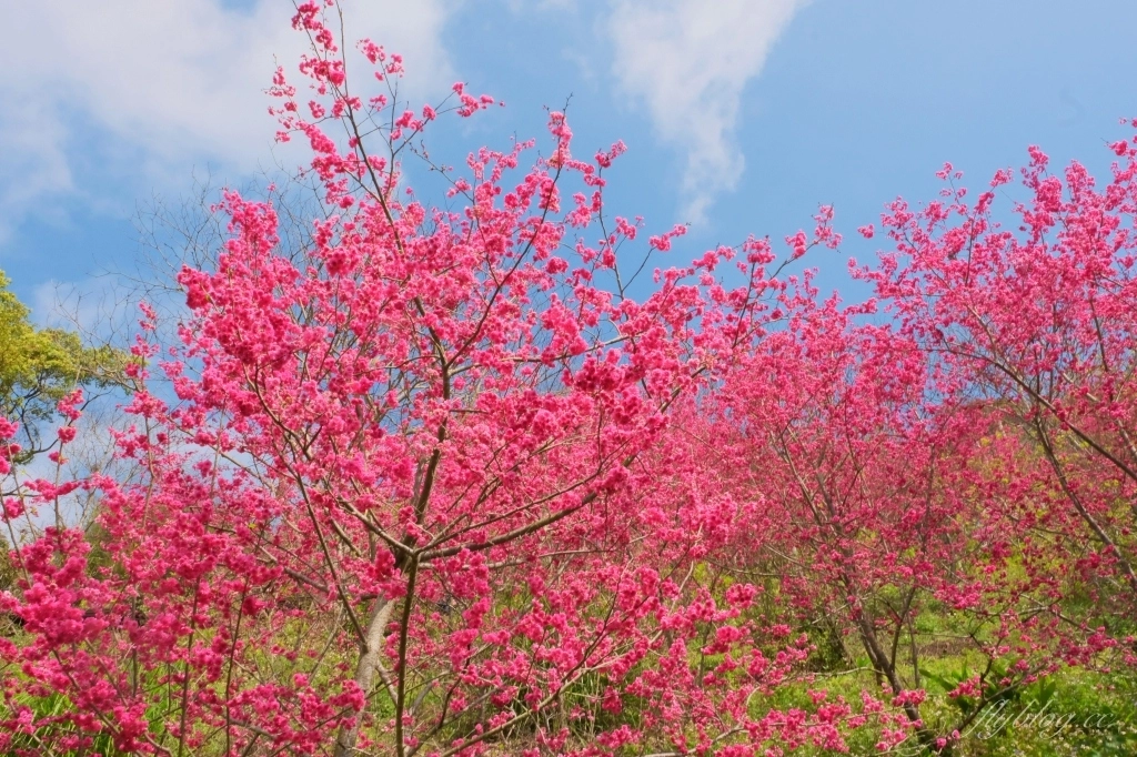 台中新社｜最浪漫沐心泉櫻花季．河津櫻、八重櫻開滿整個山頭，超浪漫櫻花隧道美一波 @飛天璇的口袋