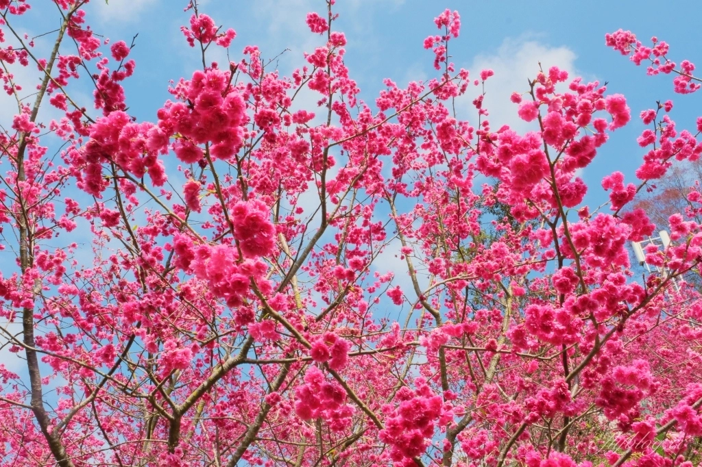 台中新社｜最浪漫沐心泉櫻花季．河津櫻、八重櫻開滿整個山頭，超浪漫櫻花隧道美一波 @飛天璇的口袋