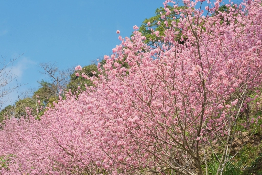 台中新社｜最浪漫沐心泉櫻花季．河津櫻、八重櫻開滿整個山頭，超浪漫櫻花隧道美一波 @飛天璇的口袋
