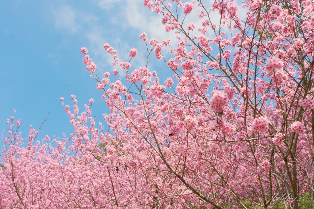 台中新社｜最浪漫沐心泉櫻花季．河津櫻、八重櫻開滿整個山頭，超浪漫櫻花隧道美一波 @飛天璇的口袋