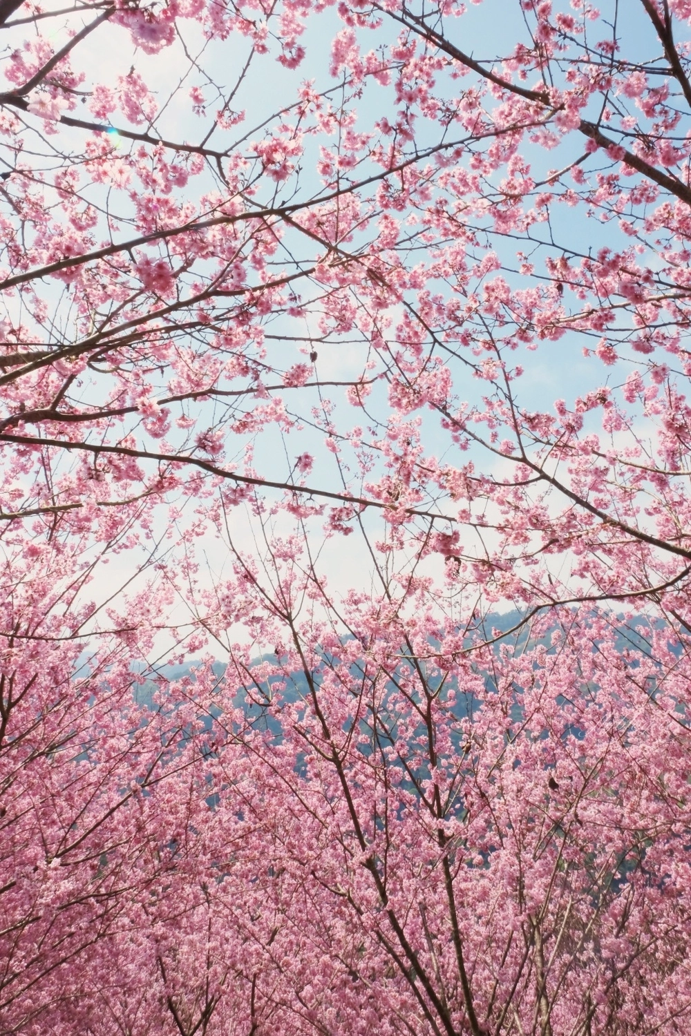 台中新社｜最浪漫沐心泉櫻花季．河津櫻、八重櫻開滿整個山頭，超浪漫櫻花隧道美一波 @飛天璇的口袋