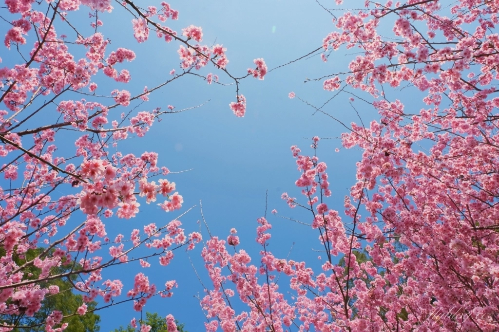 台中新社｜最浪漫沐心泉櫻花季．河津櫻、八重櫻開滿整個山頭，超浪漫櫻花隧道美一波 @飛天璇的口袋