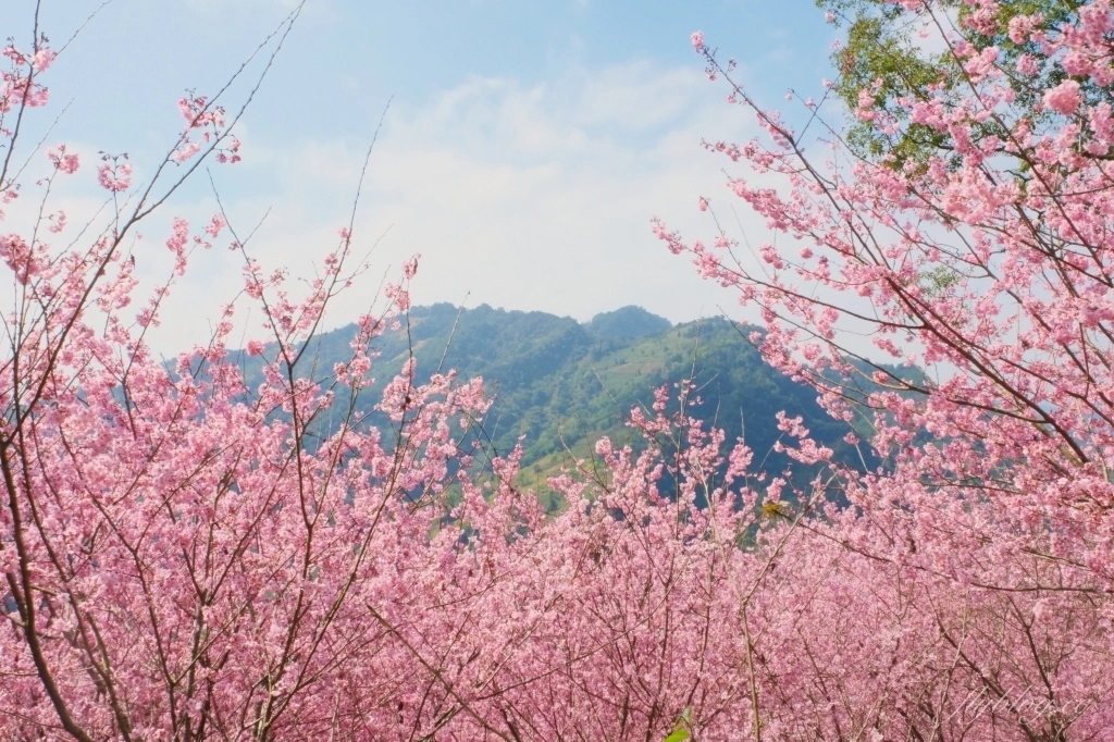 台中新社｜最浪漫沐心泉櫻花季．河津櫻、八重櫻開滿整個山頭，超浪漫櫻花隧道美一波 @飛天璇的口袋