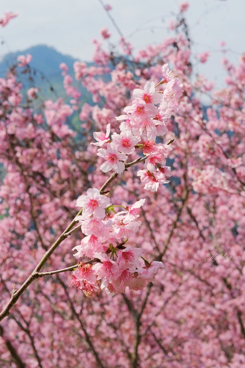 台中新社｜最浪漫沐心泉櫻花季．河津櫻、八重櫻開滿整個山頭，超浪漫櫻花隧道美一波 @飛天璇的口袋
