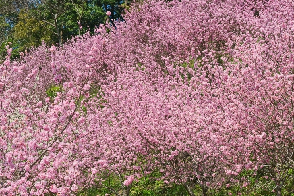 台中新社｜最浪漫沐心泉櫻花季．河津櫻、八重櫻開滿整個山頭，超浪漫櫻花隧道美一波 @飛天璇的口袋