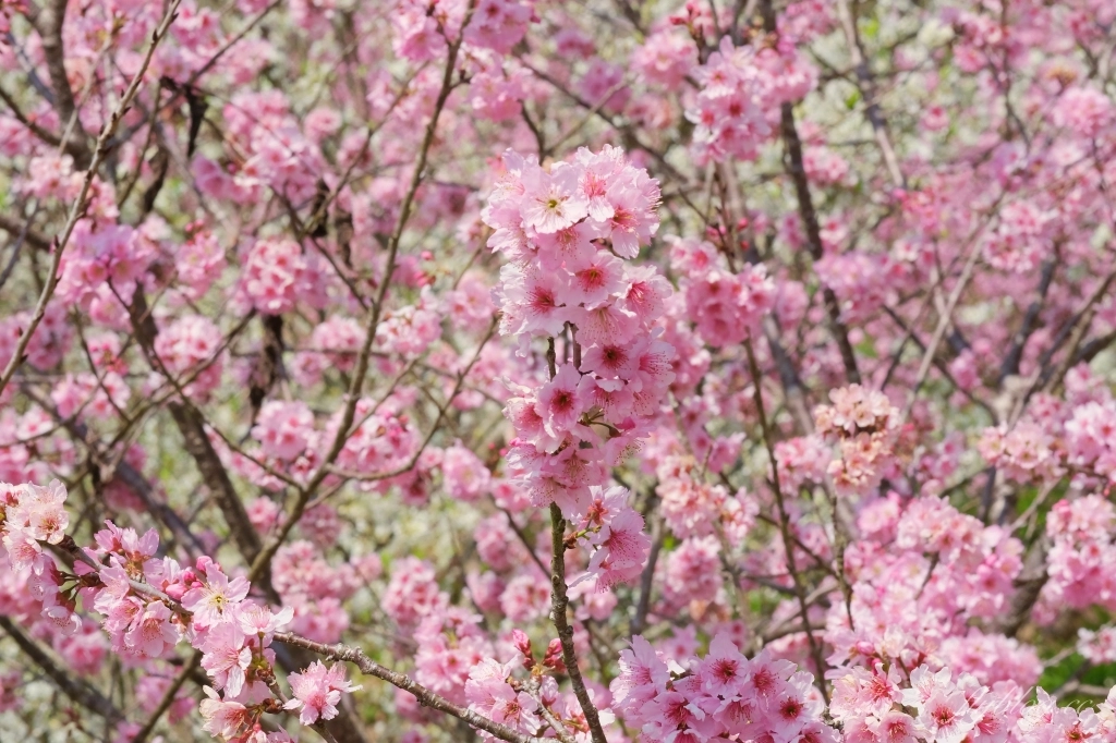 台中新社｜最浪漫沐心泉櫻花季．河津櫻、八重櫻開滿整個山頭，超浪漫櫻花隧道美一波 @飛天璇的口袋