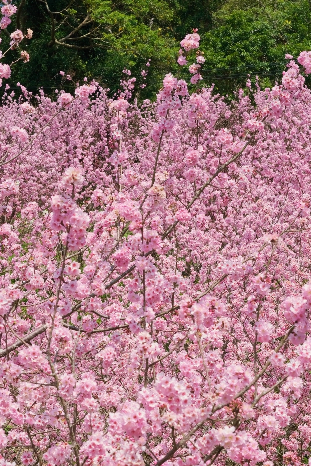 台中新社｜最浪漫沐心泉櫻花季．河津櫻、八重櫻開滿整個山頭，超浪漫櫻花隧道美一波 @飛天璇的口袋