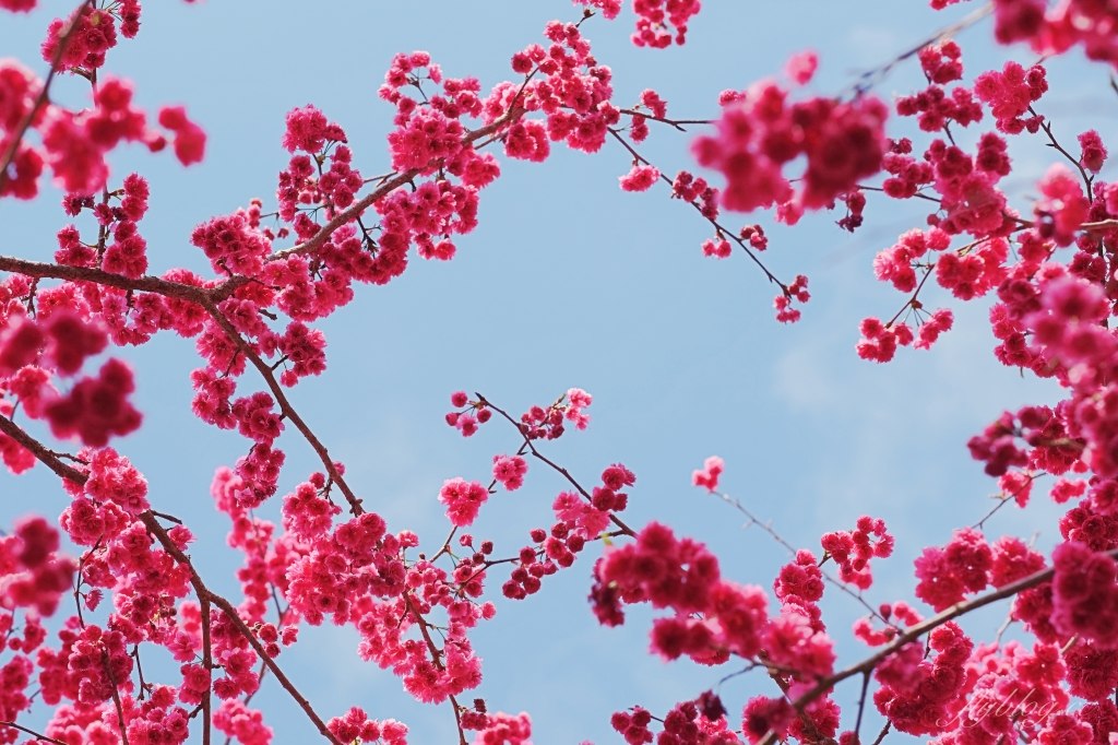 台中新社｜最浪漫沐心泉櫻花季．河津櫻、八重櫻開滿整個山頭，超浪漫櫻花隧道美一波 @飛天璇的口袋