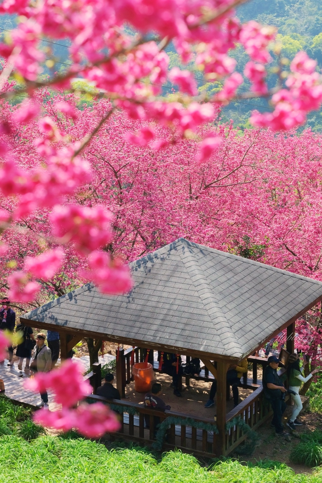 台中新社｜最浪漫沐心泉櫻花季．河津櫻、八重櫻開滿整個山頭，超浪漫櫻花隧道美一波 @飛天璇的口袋