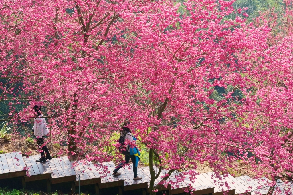 台中新社｜最浪漫沐心泉櫻花季．河津櫻、八重櫻開滿整個山頭，超浪漫櫻花隧道美一波 @飛天璇的口袋