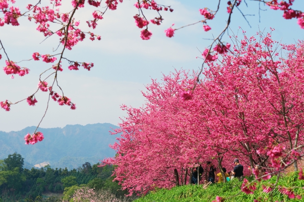 台中新社｜最浪漫沐心泉櫻花季．河津櫻、八重櫻開滿整個山頭，超浪漫櫻花隧道美一波 @飛天璇的口袋