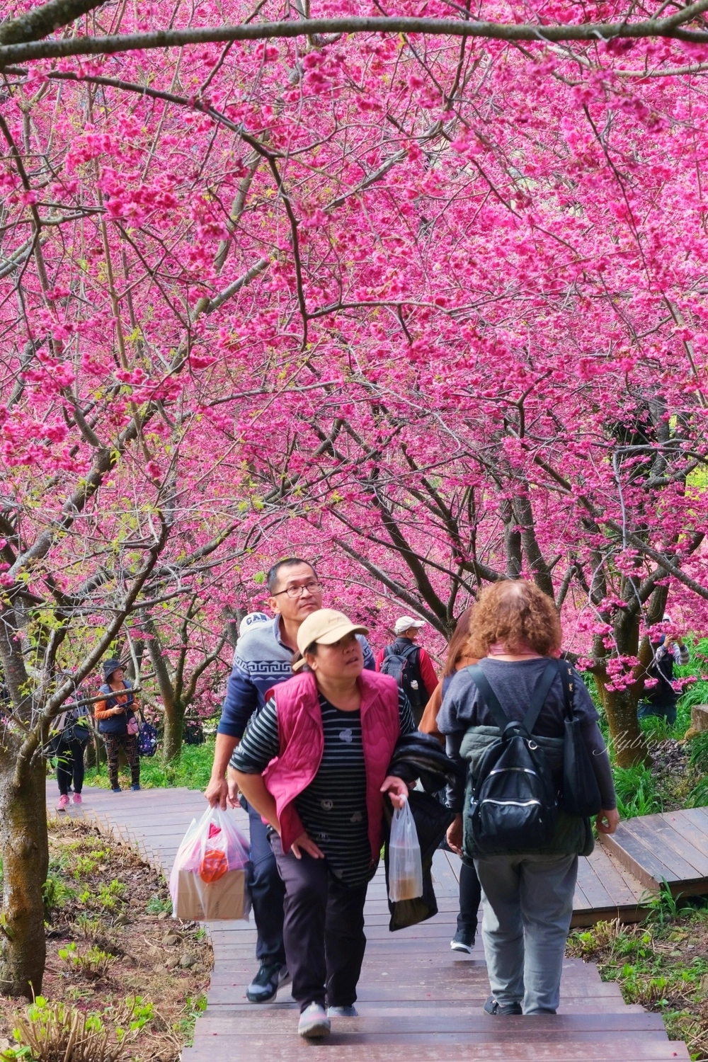 台中新社｜最浪漫沐心泉櫻花季．河津櫻、八重櫻開滿整個山頭，超浪漫櫻花隧道美一波 @飛天璇的口袋