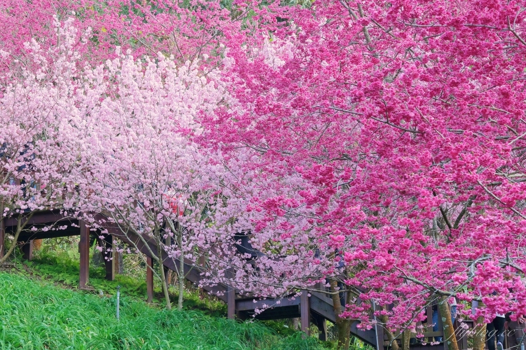 台中新社｜最浪漫沐心泉櫻花季．河津櫻、八重櫻開滿整個山頭，超浪漫櫻花隧道美一波 @飛天璇的口袋