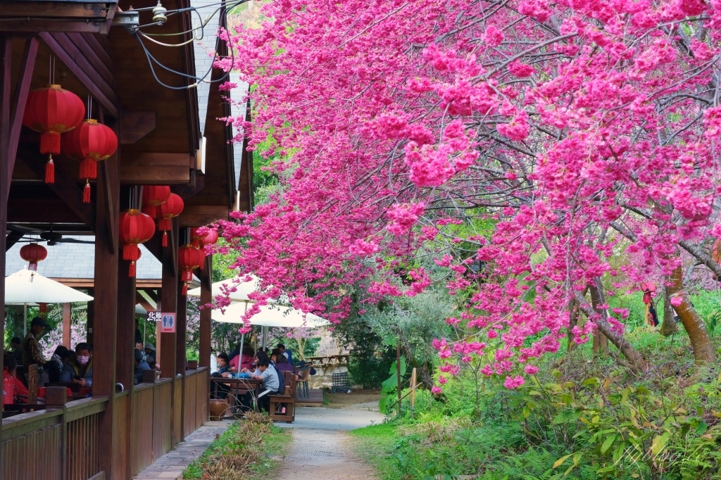 台中新社｜最浪漫沐心泉櫻花季．河津櫻、八重櫻開滿整個山頭，超浪漫櫻花隧道美一波 @飛天璇的口袋