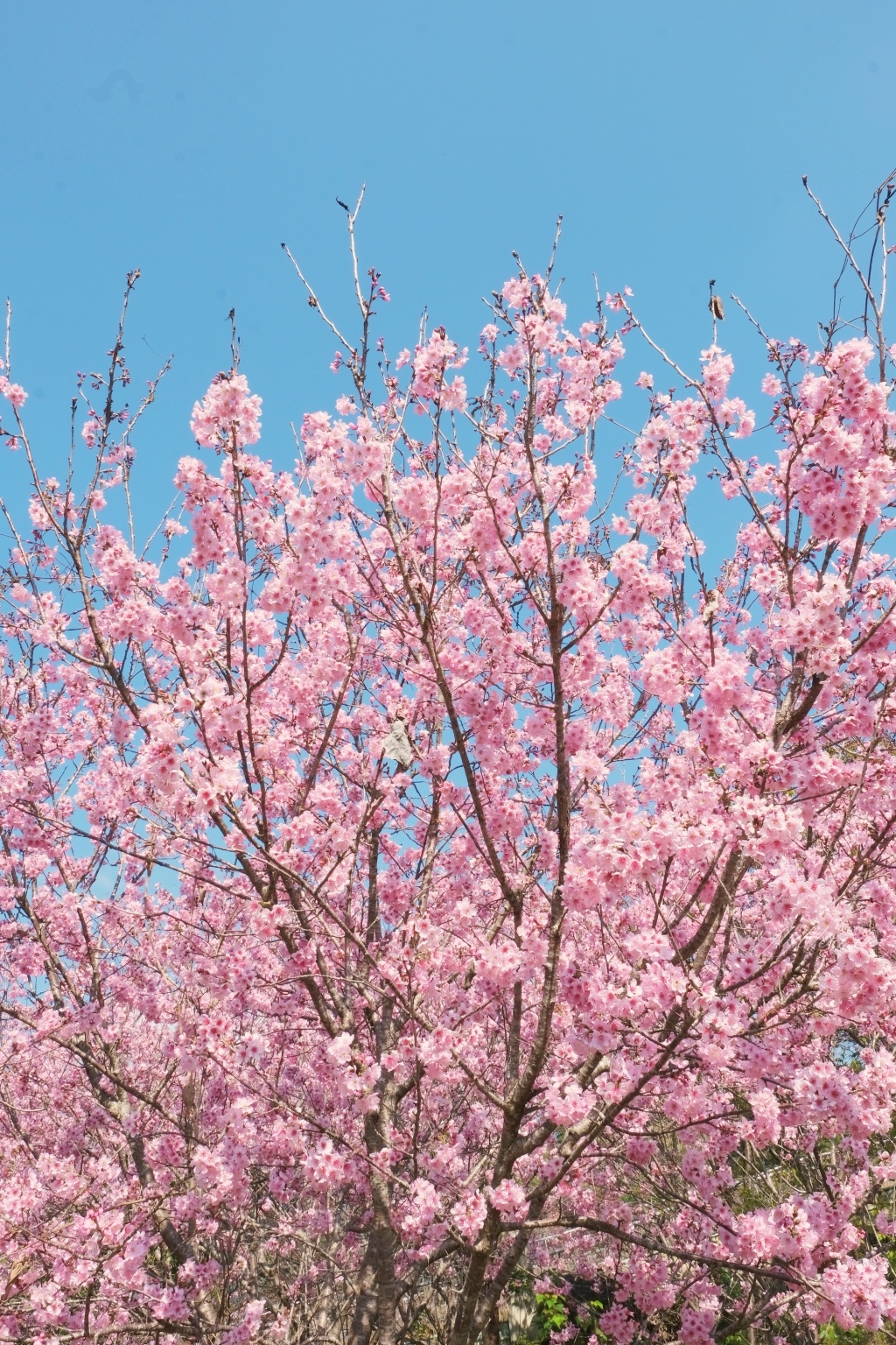 北天直轄院｜新社隱藏版櫻花林，分享2/18最新花況 @飛天璇的口袋