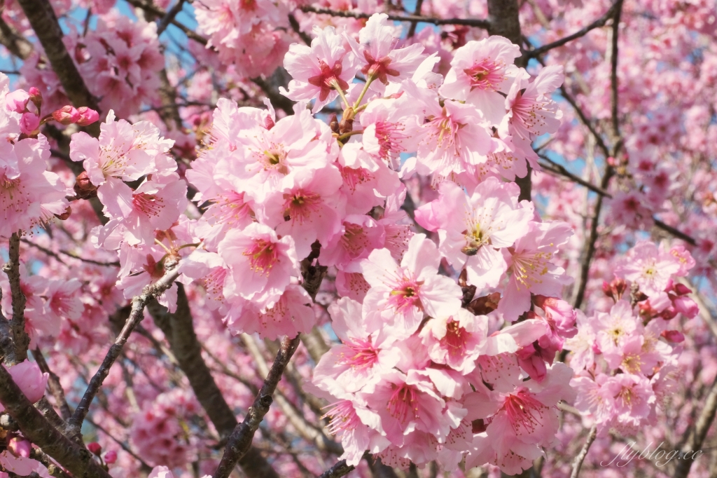 北天直轄院｜新社隱藏版櫻花林，分享2/18最新花況 @飛天璇的口袋