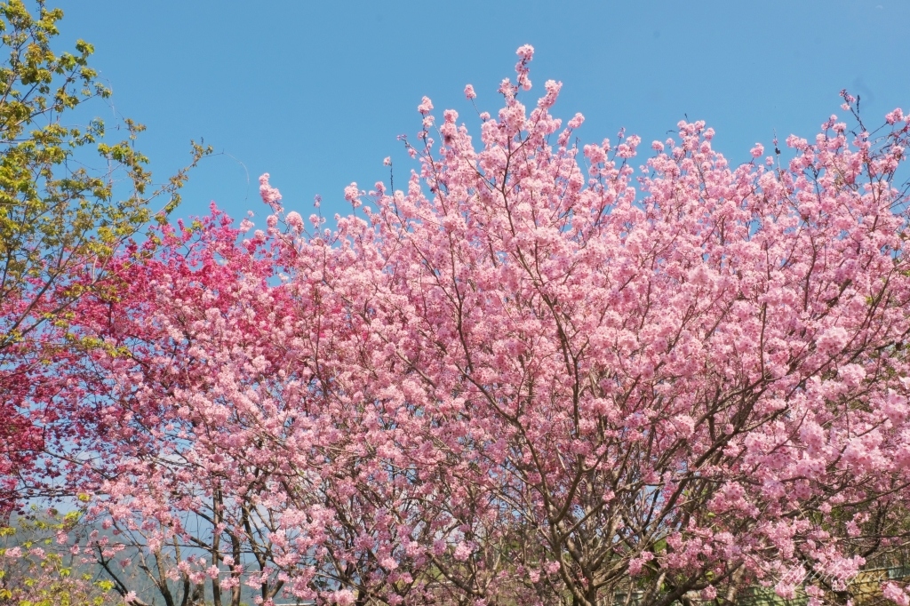 北天直轄院｜新社隱藏版櫻花林，分享2/18最新花況 @飛天璇的口袋