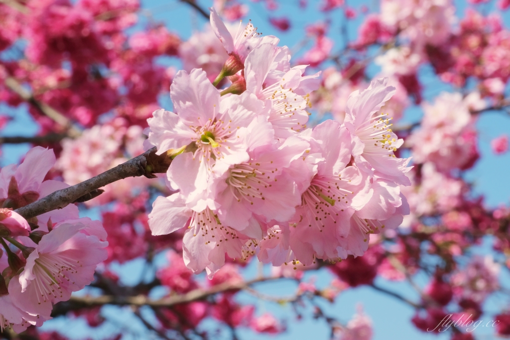 北天直轄院｜新社隱藏版櫻花林，分享2/18最新花況 @飛天璇的口袋