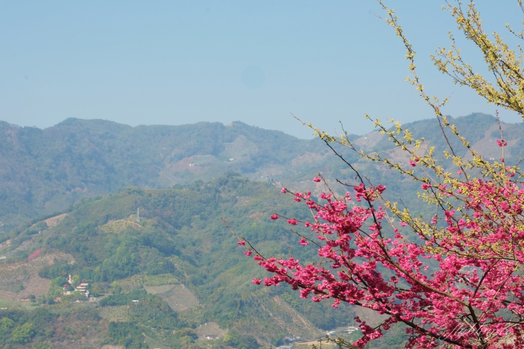 北天直轄院｜新社隱藏版櫻花林，分享2/18最新花況 @飛天璇的口袋