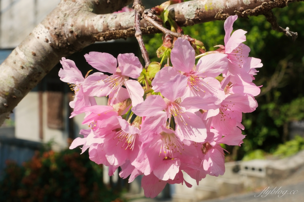 北天直轄院｜新社隱藏版櫻花林，分享2/18最新花況 @飛天璇的口袋