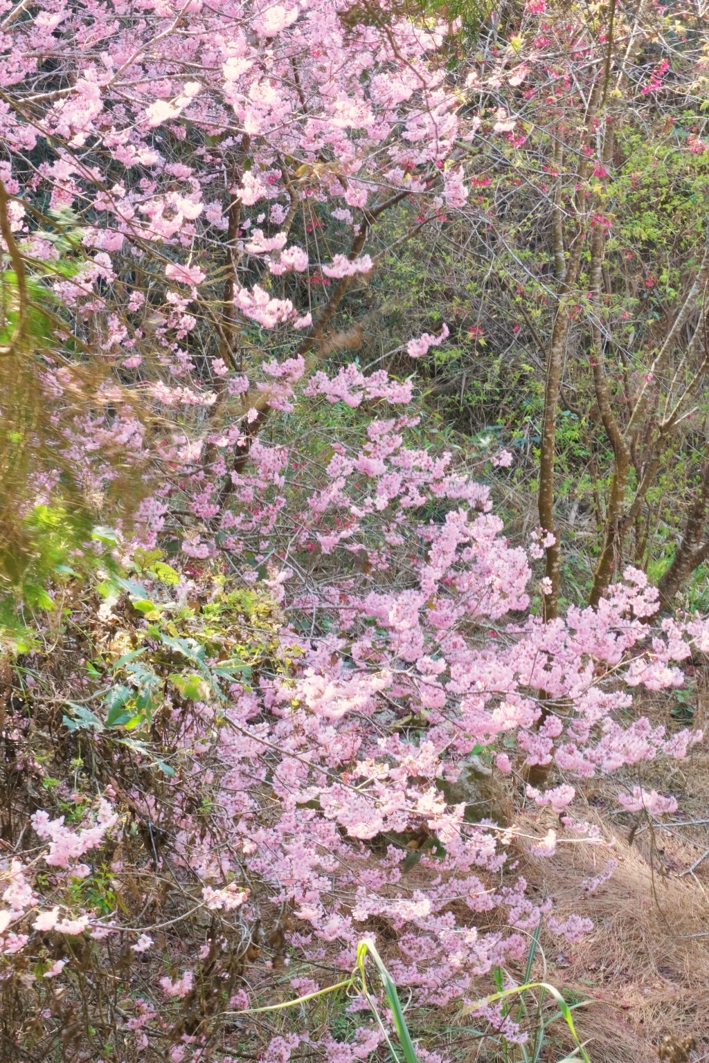 北天直轄院｜新社隱藏版櫻花林，分享2/18最新花況 @飛天璇的口袋