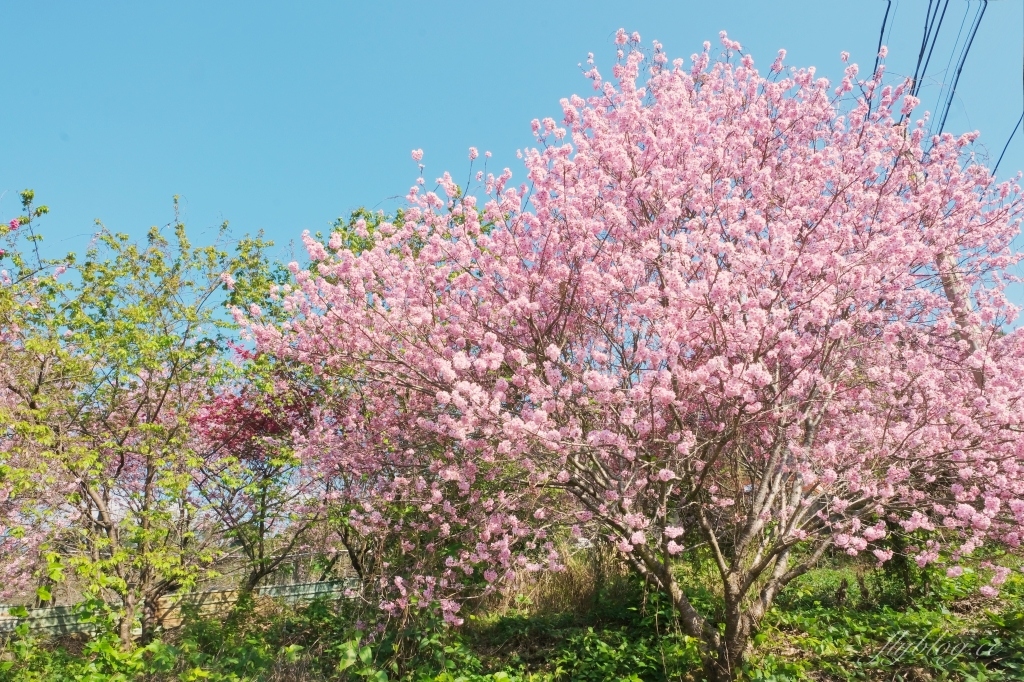 北天直轄院｜新社隱藏版櫻花林，分享2/18最新花況 @飛天璇的口袋