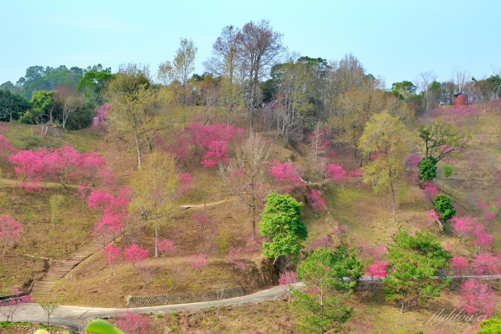 【台中北屯】2021大坑濁水巷櫻花林:分享2/19的最新花況(更新:園主表示今年沒有開放) @飛天璇的口袋 【台中北屯】2021大坑濁水巷櫻花林:分享2/19的最新花況(更新:園主表示今年沒有開放) @飛天璇的口袋