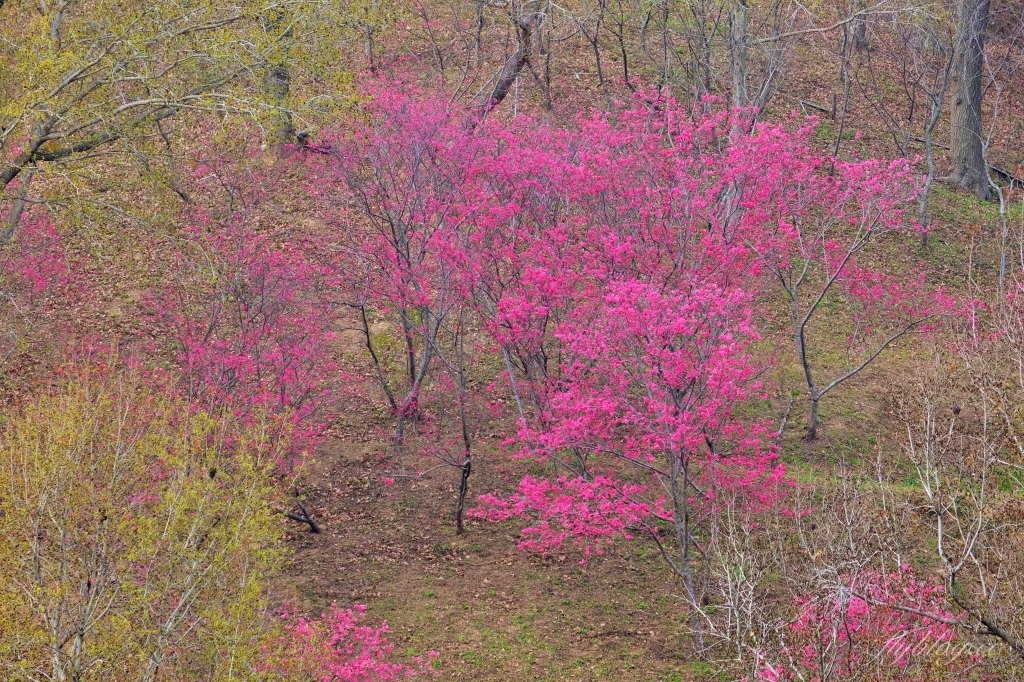 【台中北屯】2021大坑濁水巷櫻花林:分享2/19的最新花況(更新:園主表示今年沒有開放) @飛天璇的口袋 【台中北屯】2021大坑濁水巷櫻花林:分享2/19的最新花況(更新:園主表示今年沒有開放) @飛天璇的口袋
