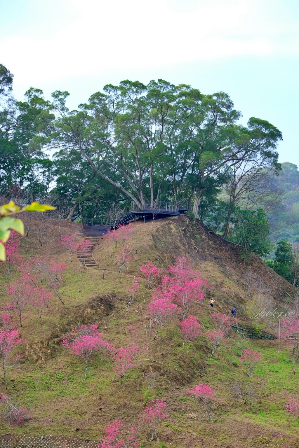 【台中北屯】2021大坑濁水巷櫻花林:分享2/19的最新花況(更新:園主表示今年沒有開放) @飛天璇的口袋 【台中北屯】2021大坑濁水巷櫻花林:分享2/19的最新花況(更新:園主表示今年沒有開放) @飛天璇的口袋