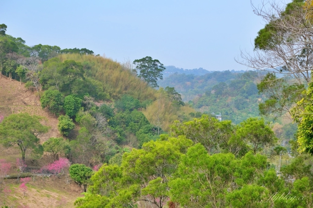 【台中北屯】2021大坑濁水巷櫻花林：分享2/19的最新花況(更新：園主表示今年沒有開放) @飛天璇的口袋