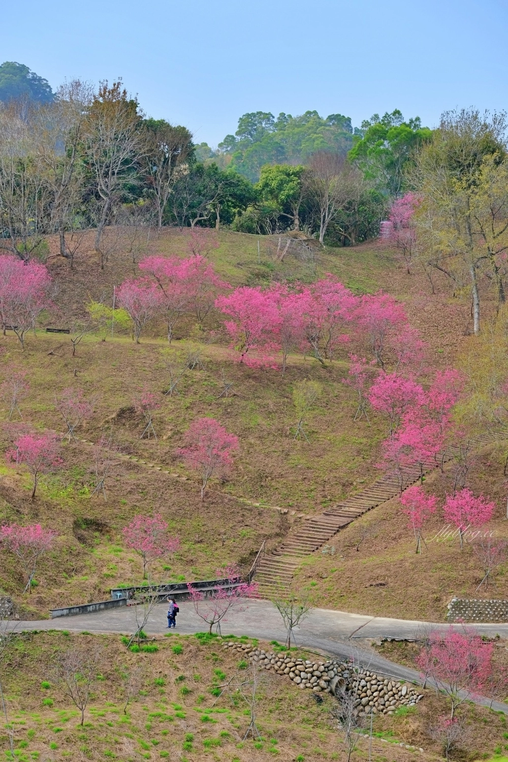 【台中北屯】2021大坑濁水巷櫻花林:分享2/19的最新花況(更新:園主表示今年沒有開放) @飛天璇的口袋 【台中北屯】2021大坑濁水巷櫻花林:分享2/19的最新花況(更新:園主表示今年沒有開放) @飛天璇的口袋