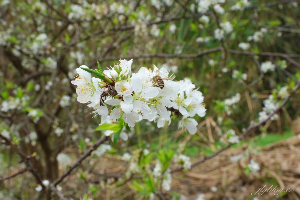 【台中北屯】2021大坑濁水巷櫻花林:分享2/19的最新花況(更新:園主表示今年沒有開放) @飛天璇的口袋 【台中北屯】2021大坑濁水巷櫻花林:分享2/19的最新花況(更新:園主表示今年沒有開放) @飛天璇的口袋