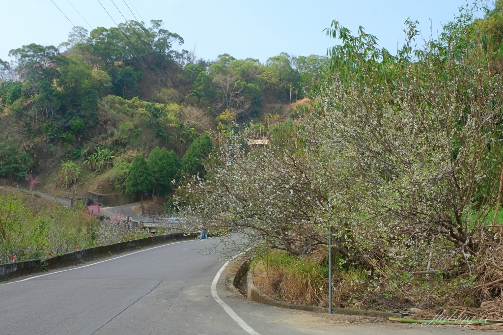 【台中北屯】2021大坑濁水巷櫻花林：分享2/19的最新花況(更新：園主表示今年沒有開放) @飛天璇的口袋