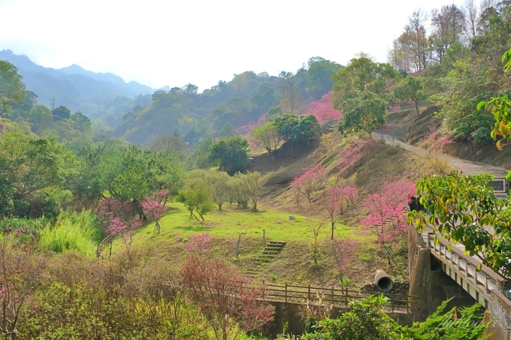【台中北屯】2021大坑濁水巷櫻花林:分享2/19的最新花況(更新:園主表示今年沒有開放) @飛天璇的口袋 【台中北屯】2021大坑濁水巷櫻花林:分享2/19的最新花況(更新:園主表示今年沒有開放) @飛天璇的口袋