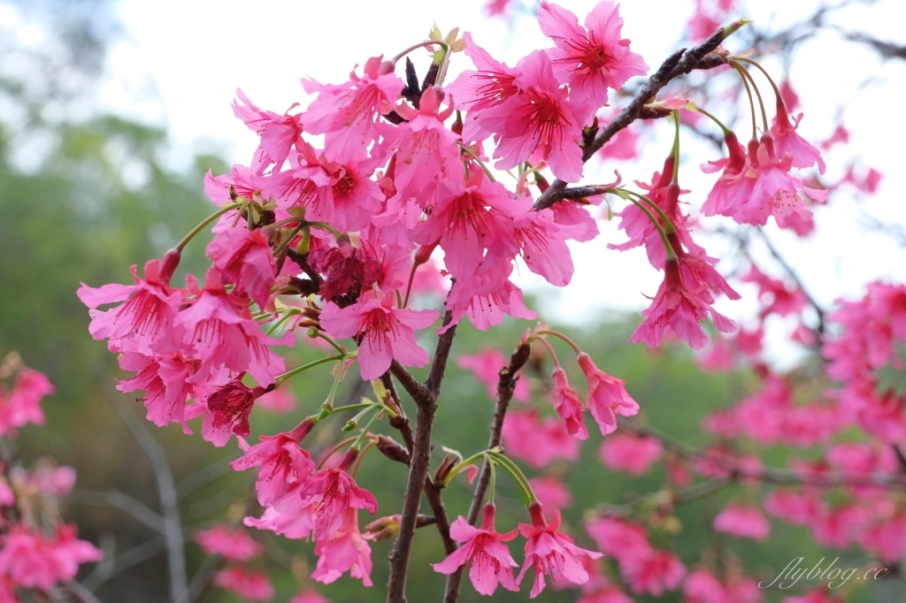 【台中北屯】2021大坑濁水巷櫻花林：分享2/19的最新花況(更新：園主表示今年沒有開放) @飛天璇的口袋