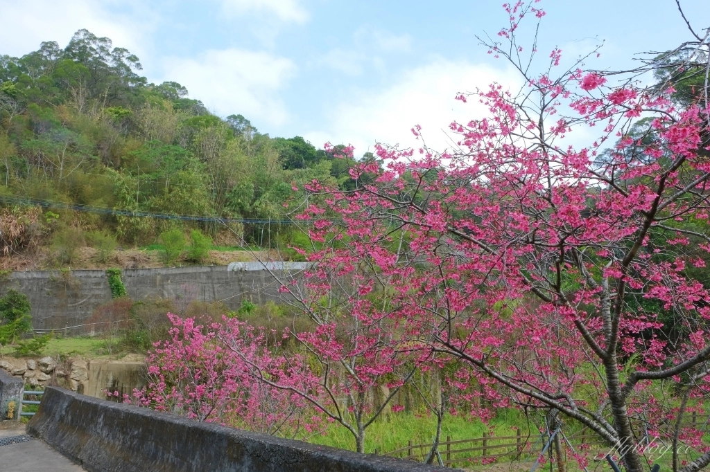 【台中北屯】2021大坑濁水巷櫻花林:分享2/19的最新花況(更新:園主表示今年沒有開放) @飛天璇的口袋 【台中北屯】2021大坑濁水巷櫻花林:分享2/19的最新花況(更新:園主表示今年沒有開放) @飛天璇的口袋