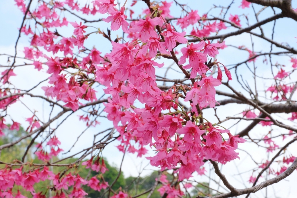 【台中北屯】2021大坑濁水巷櫻花林:分享2/19的最新花況(更新:園主表示今年沒有開放) @飛天璇的口袋 【台中北屯】2021大坑濁水巷櫻花林:分享2/19的最新花況(更新:園主表示今年沒有開放) @飛天璇的口袋