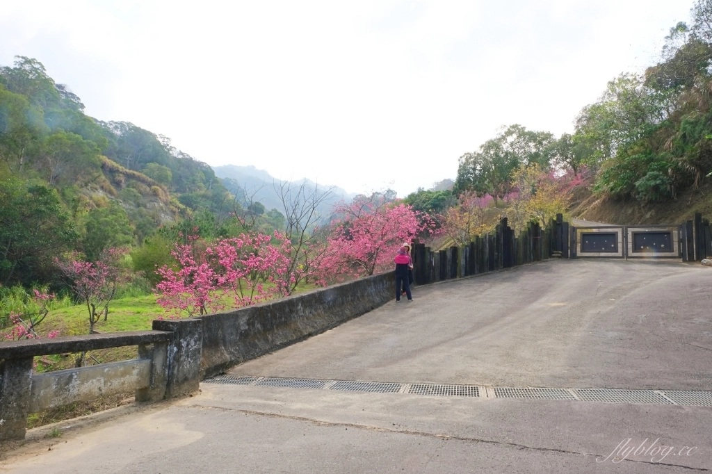 【台中北屯】2021大坑濁水巷櫻花林:分享2/19的最新花況(更新:園主表示今年沒有開放) @飛天璇的口袋 【台中北屯】2021大坑濁水巷櫻花林:分享2/19的最新花況(更新:園主表示今年沒有開放) @飛天璇的口袋