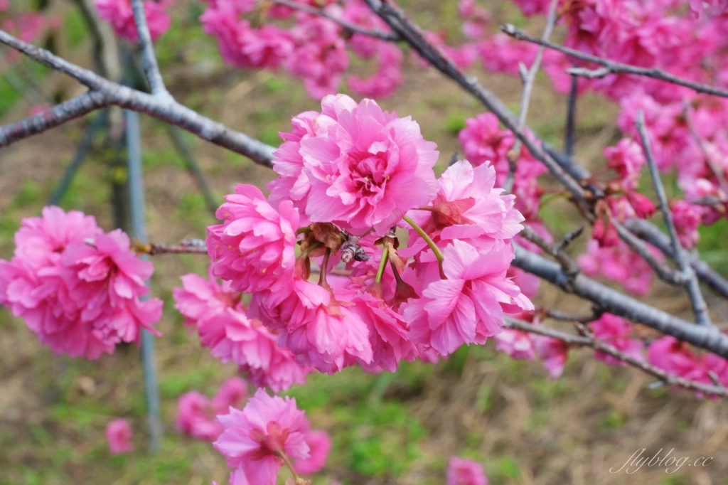 【台中北屯】2021大坑濁水巷櫻花林:分享2/19的最新花況(更新:園主表示今年沒有開放) @飛天璇的口袋 【台中北屯】2021大坑濁水巷櫻花林:分享2/19的最新花況(更新:園主表示今年沒有開放) @飛天璇的口袋
