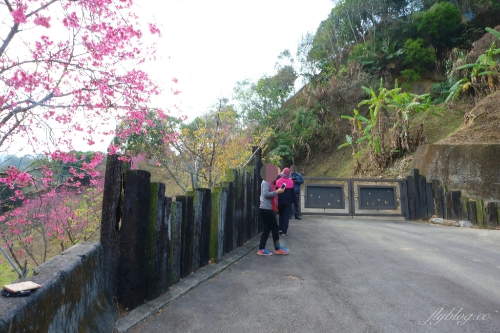 【台中北屯】2021大坑濁水巷櫻花林：分享2/19的最新花況(更新：園主表示今年沒有開放) @飛天璇的口袋