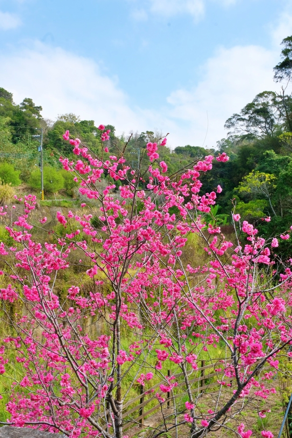 【台中北屯】2021大坑濁水巷櫻花林:分享2/19的最新花況(更新:園主表示今年沒有開放) @飛天璇的口袋 【台中北屯】2021大坑濁水巷櫻花林:分享2/19的最新花況(更新:園主表示今年沒有開放) @飛天璇的口袋
