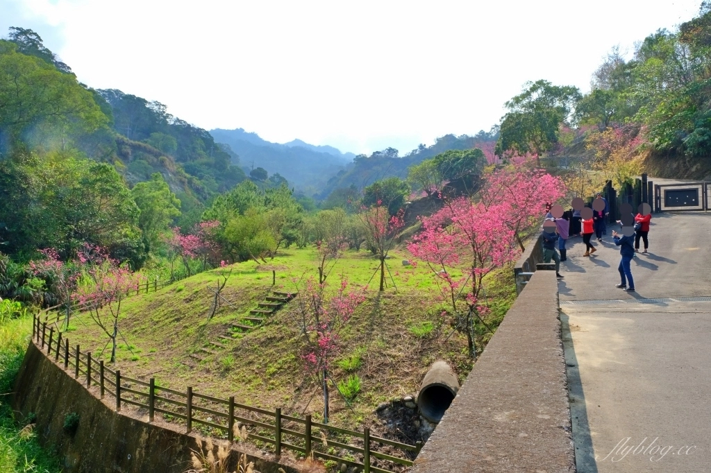 【台中北屯】2021大坑濁水巷櫻花林:分享2/19的最新花況(更新:園主表示今年沒有開放) @飛天璇的口袋 【台中北屯】2021大坑濁水巷櫻花林:分享2/19的最新花況(更新:園主表示今年沒有開放) @飛天璇的口袋