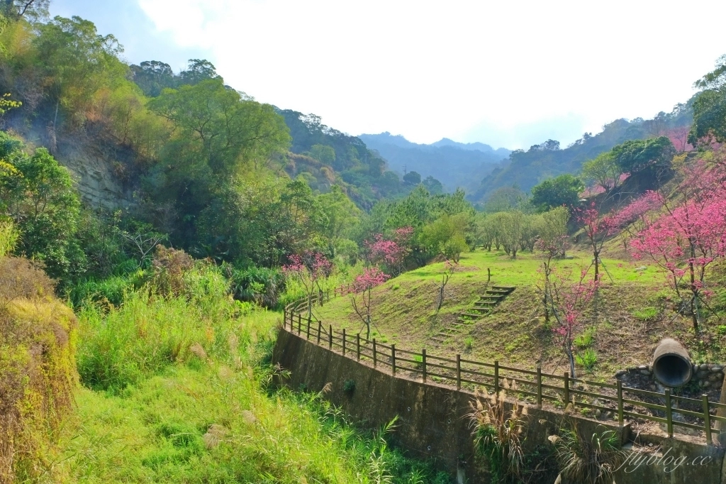 【台中北屯】2021大坑濁水巷櫻花林:分享2/19的最新花況(更新:園主表示今年沒有開放) @飛天璇的口袋 【台中北屯】2021大坑濁水巷櫻花林:分享2/19的最新花況(更新:園主表示今年沒有開放) @飛天璇的口袋
